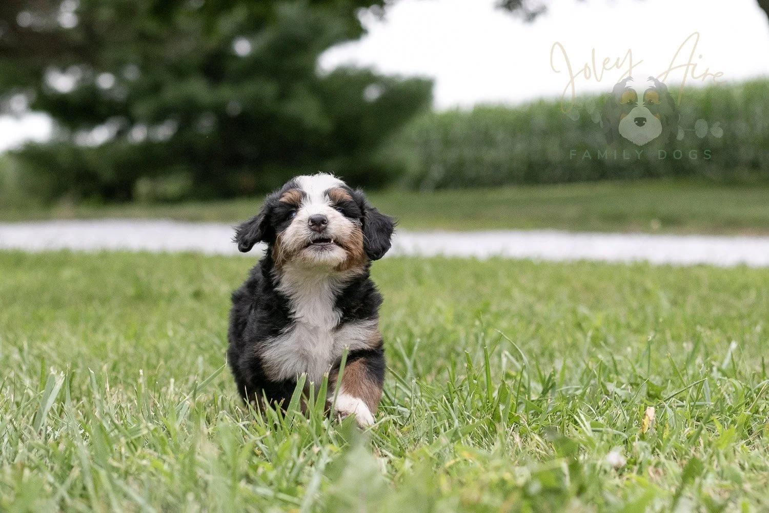 Anne Shirley Bernedoodle Puppy-104.jpg