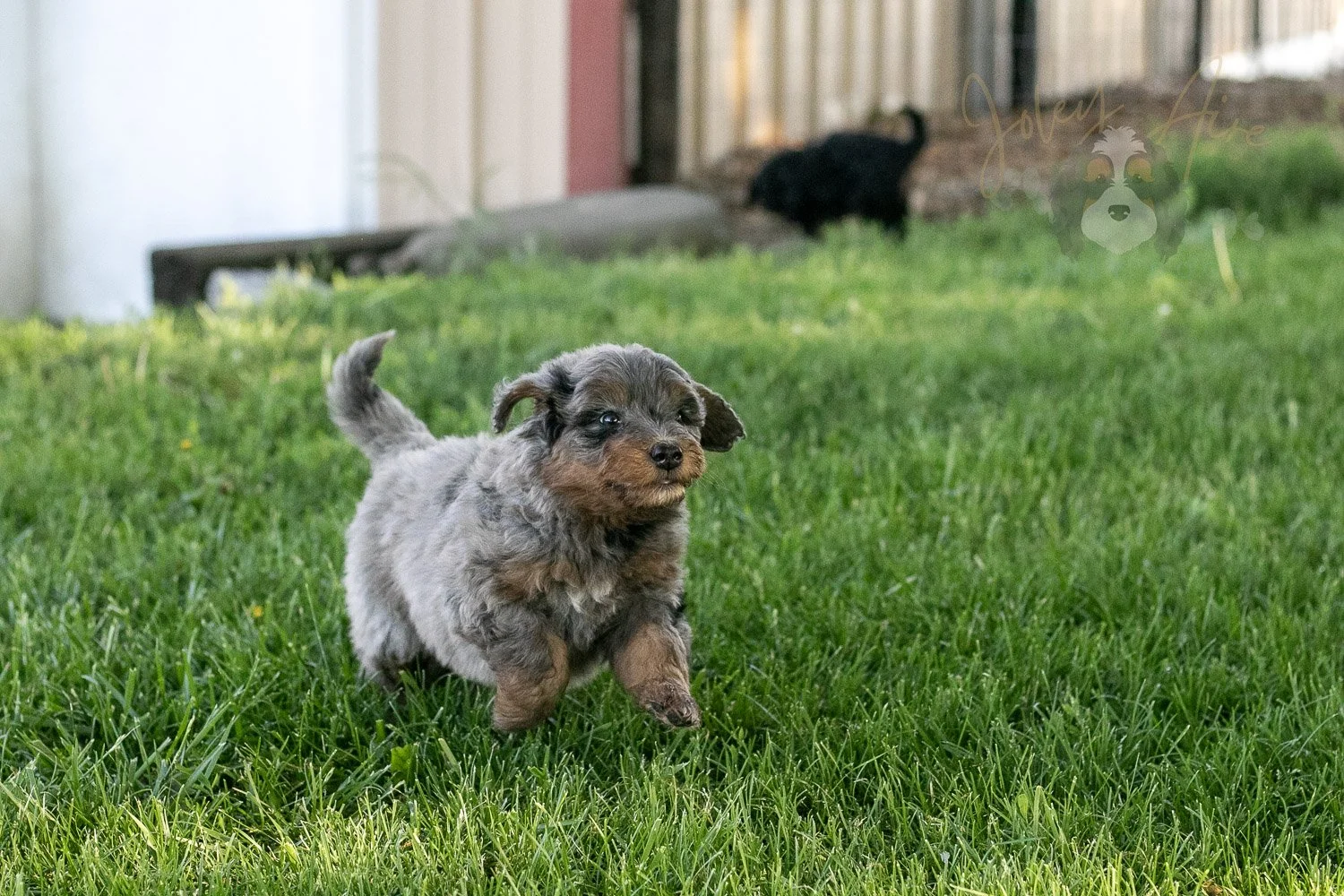 Flute Bernedoodle Puppy-17.jpg