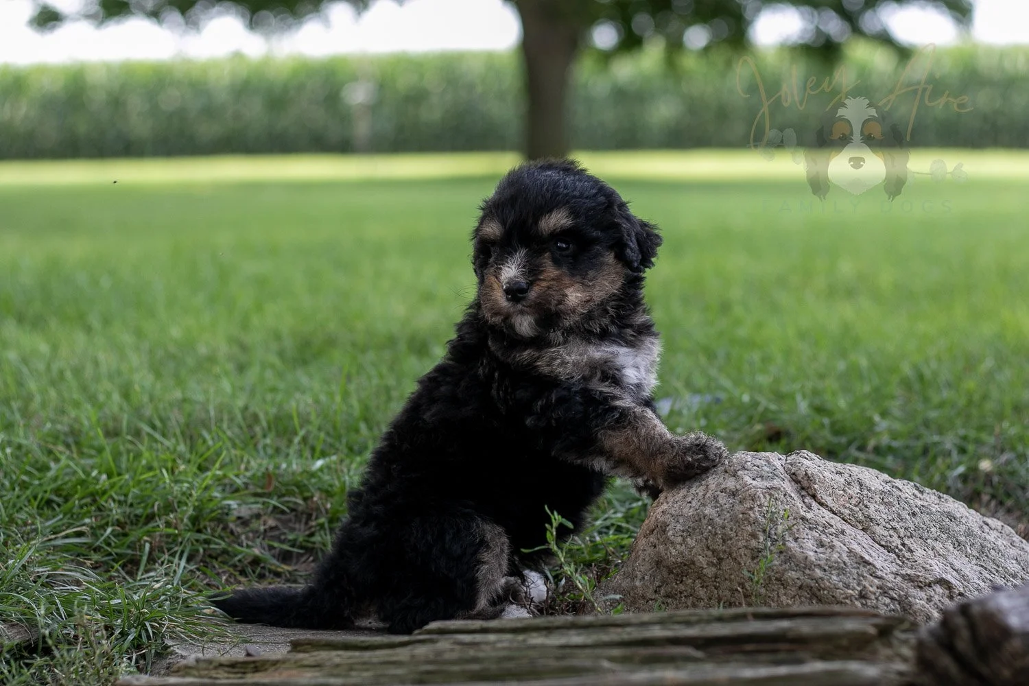 Da Vinci  Bernedoodle Puppy-185.jpg