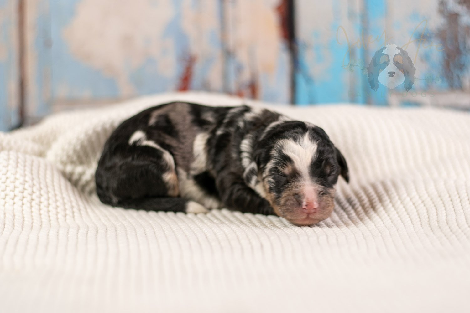 Artemisia Bernedoodle Puppy-147.jpg