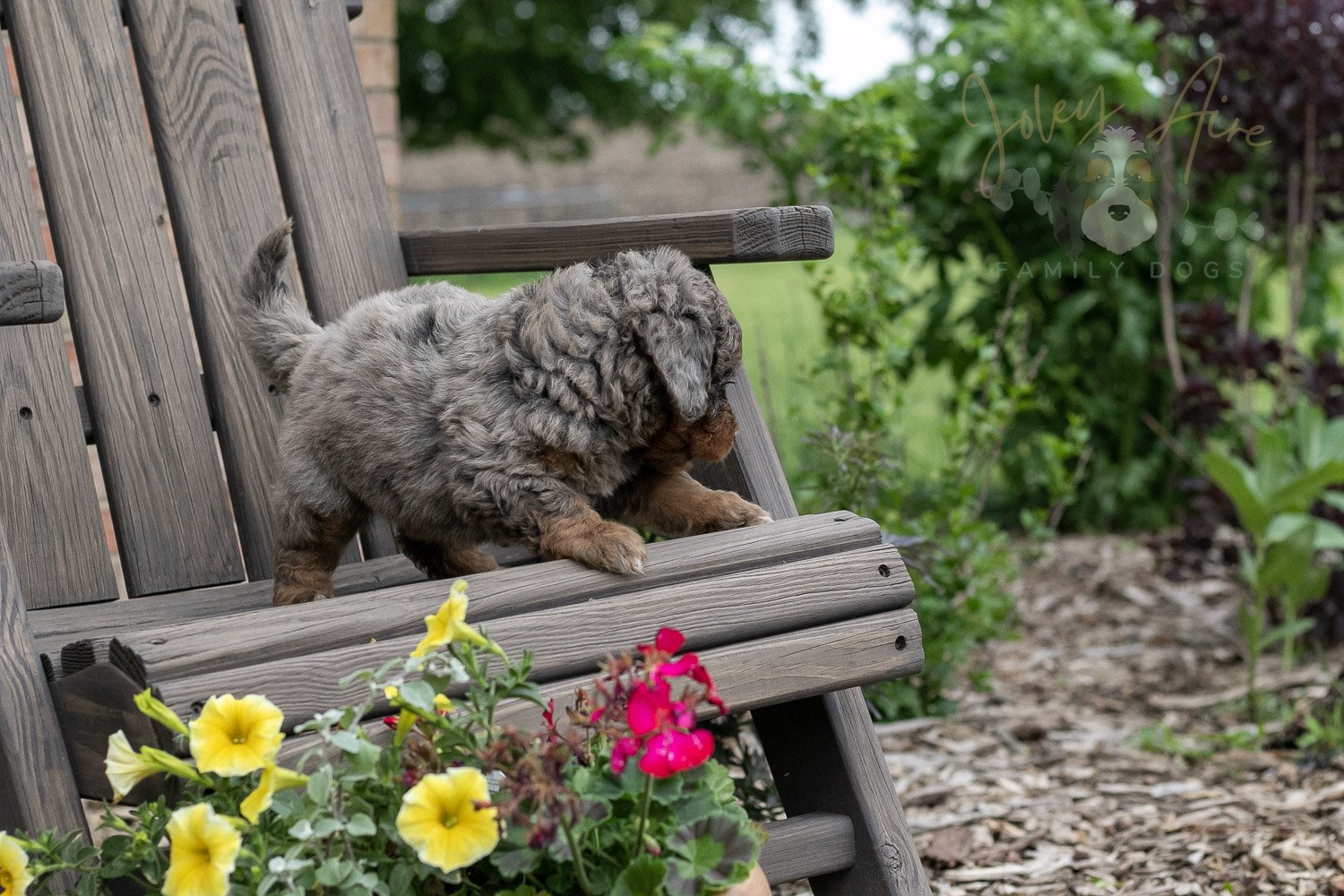 Flute Bernedoodle Puppy-4.jpg