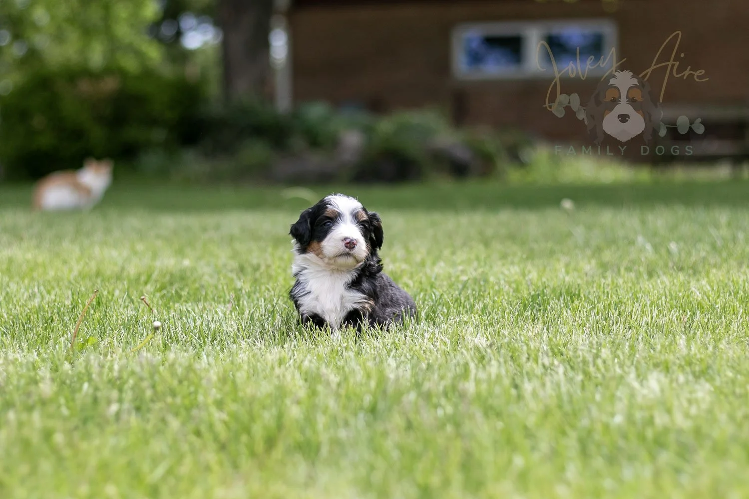 Harmonica Bernedoodle Puppy-35.jpg