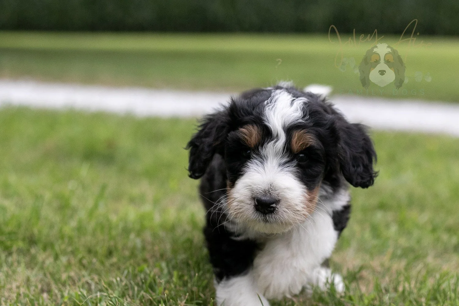 Zion Bernedoodle Puppy-17.jpg