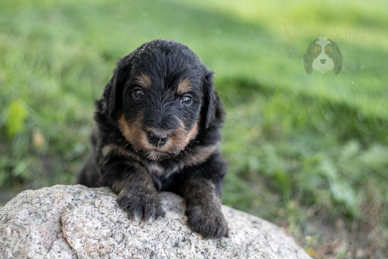 Gilbert Blythe Bernedoodle Puppy-594.jpg