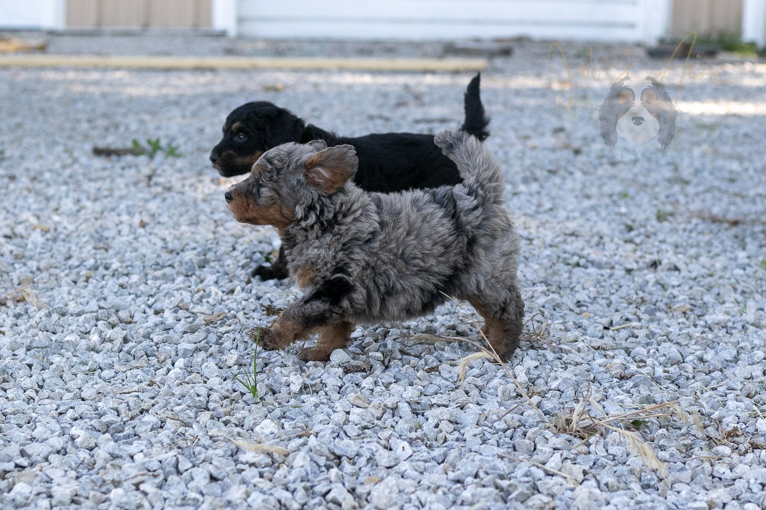 Flute Bernedoodle Puppy-34.jpg