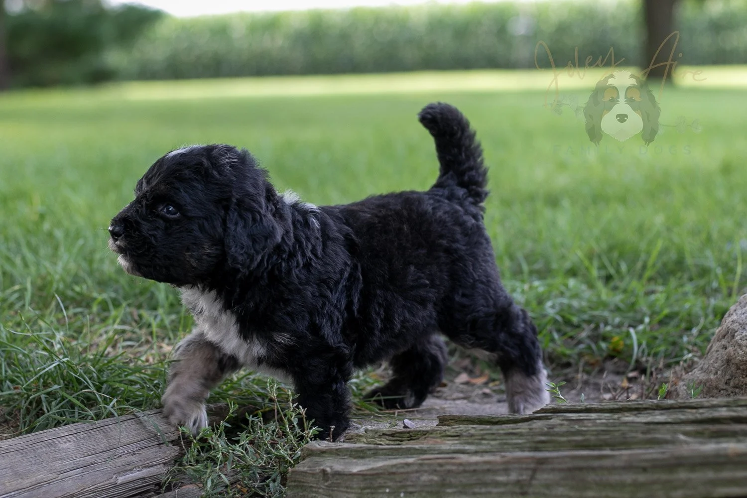 Bob Ross Bernedoodle Puppy-153.jpg