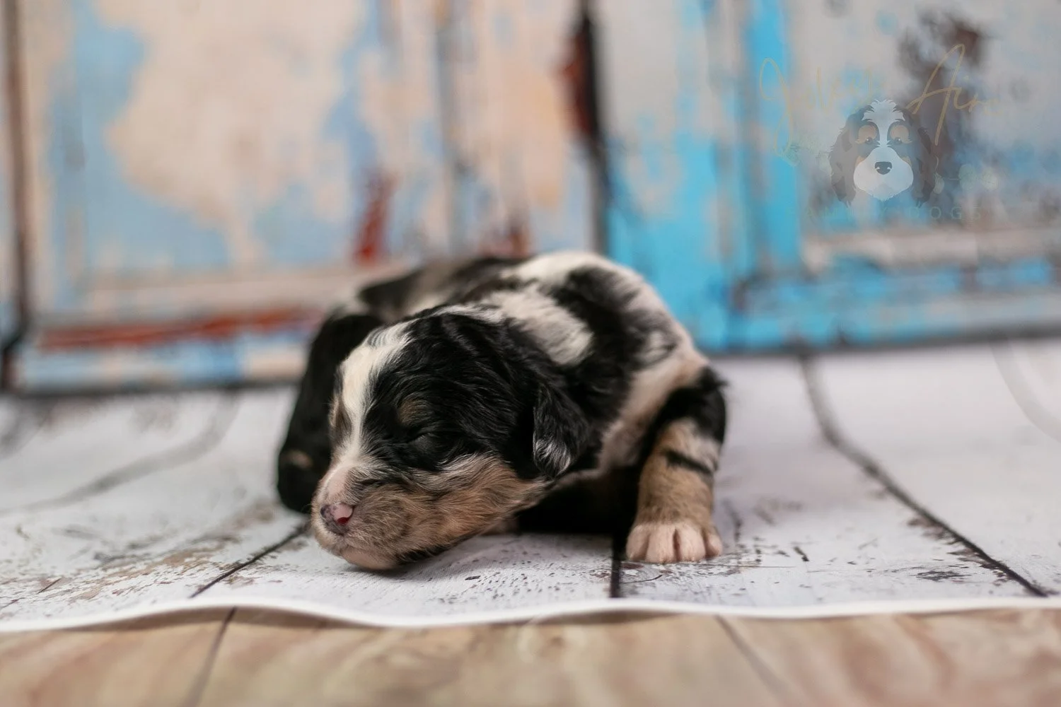 Artemisia Bernedoodle Puppy-277.jpg