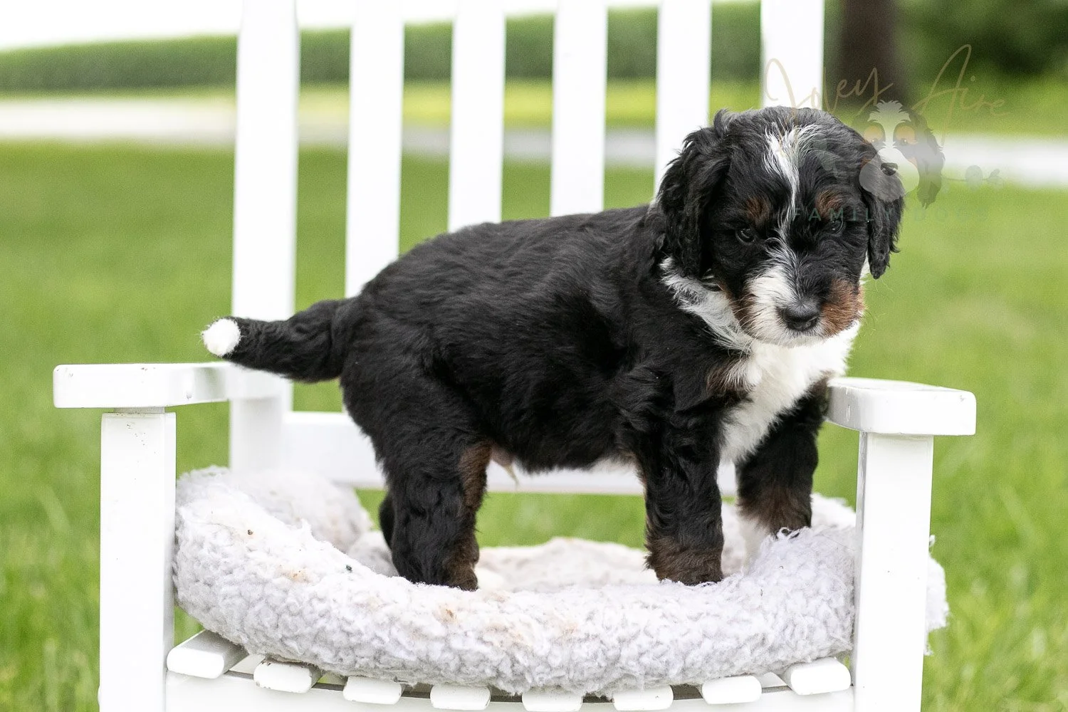 Yosemite Bernedoodle Puppy-977.jpg