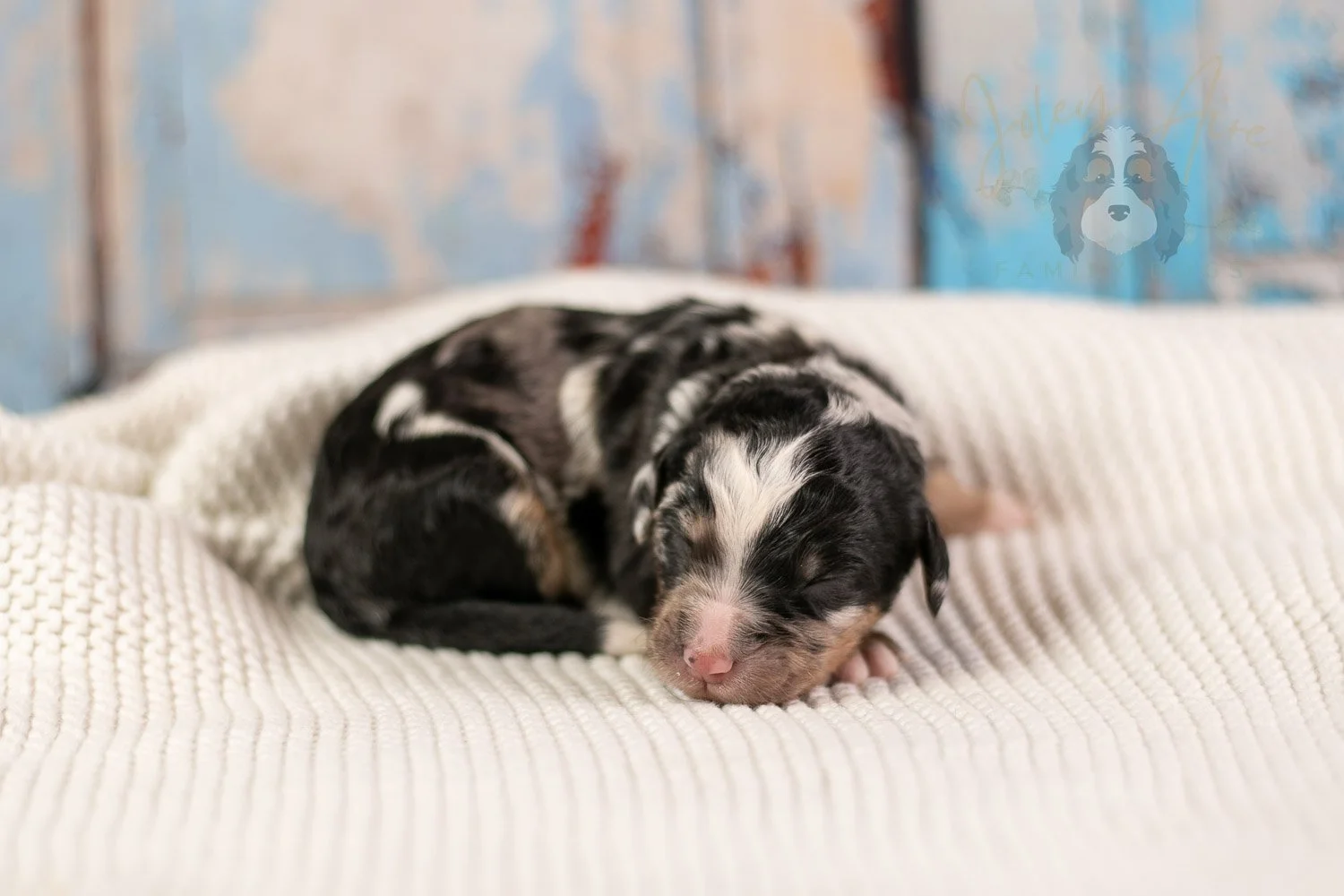 Artemisia Bernedoodle Puppy-144.jpg