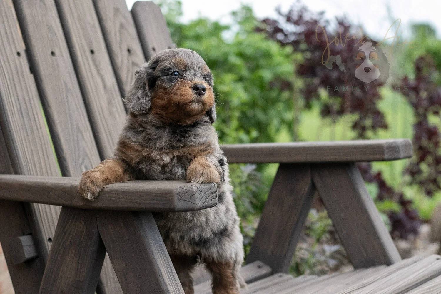 Flute Bernedoodle Puppy-17.jpg