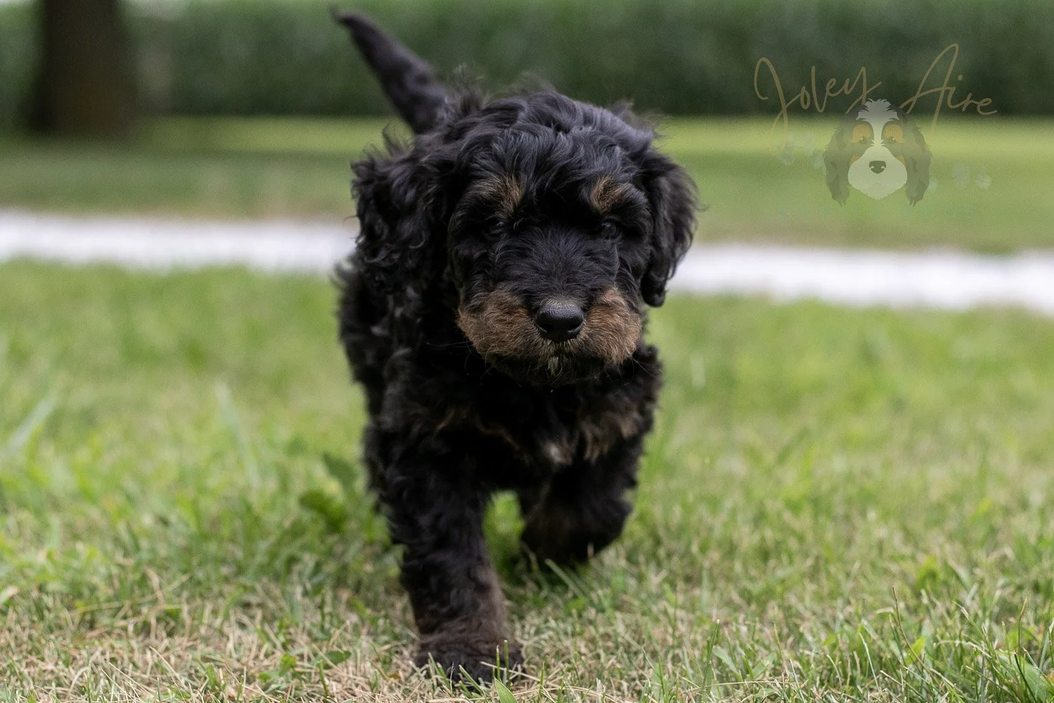 Bryce Bernedoodle Puppy-70.jpg