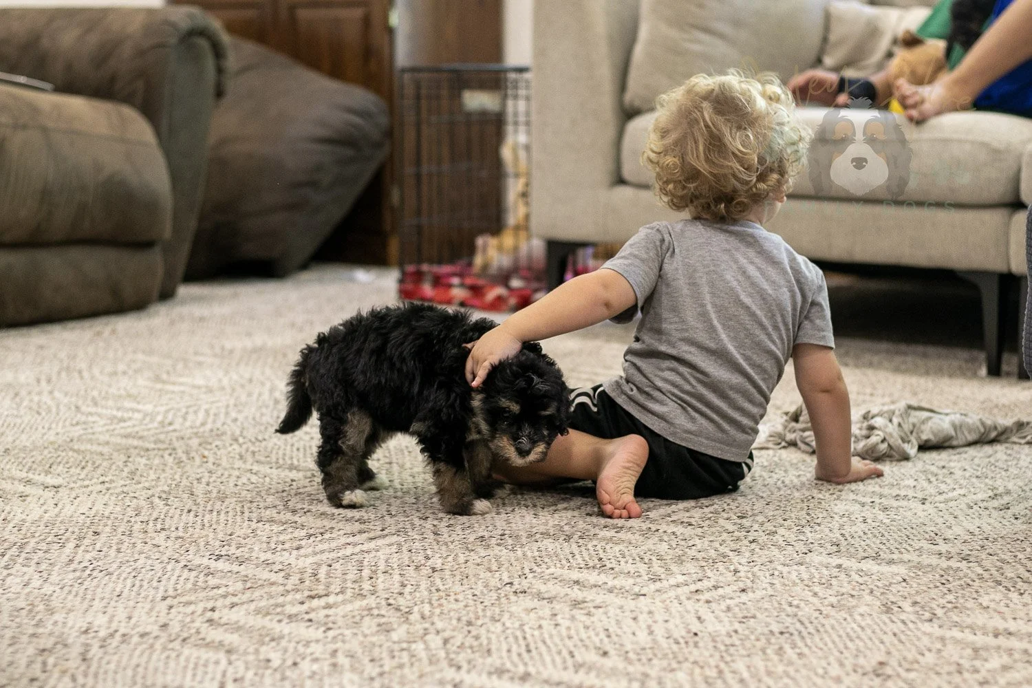 Georgia Bernedoodle Puppy-443.jpg