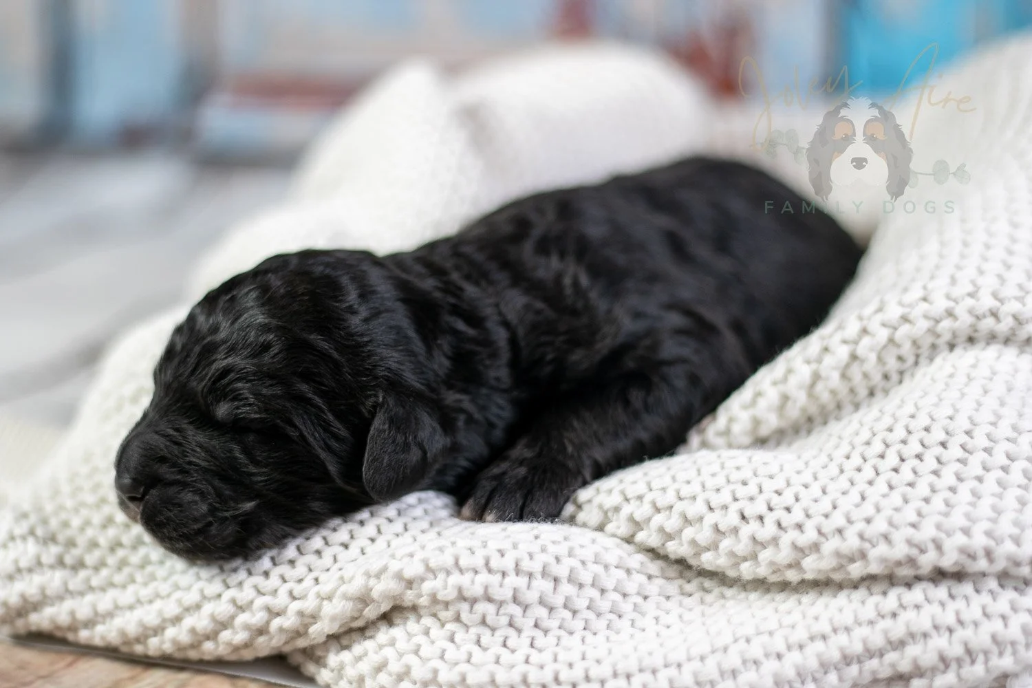 Claude Monet Bernedoodle Puppy-11.jpg