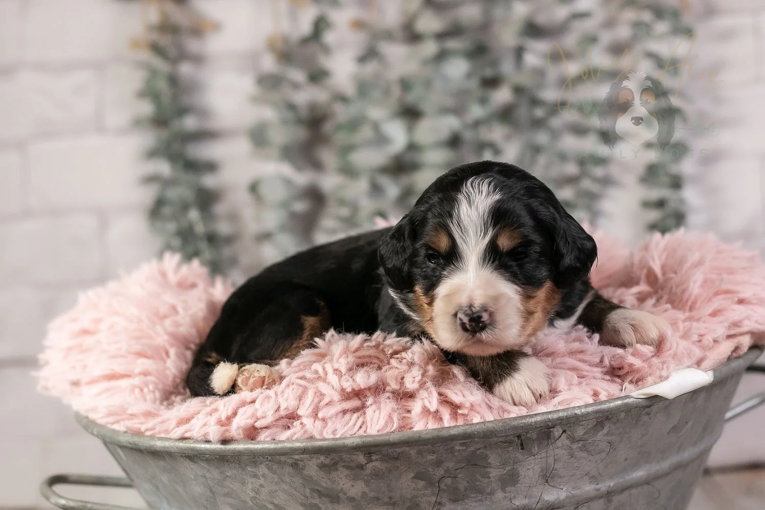 Trumpet Bernedoodle Puppy-22.jpg