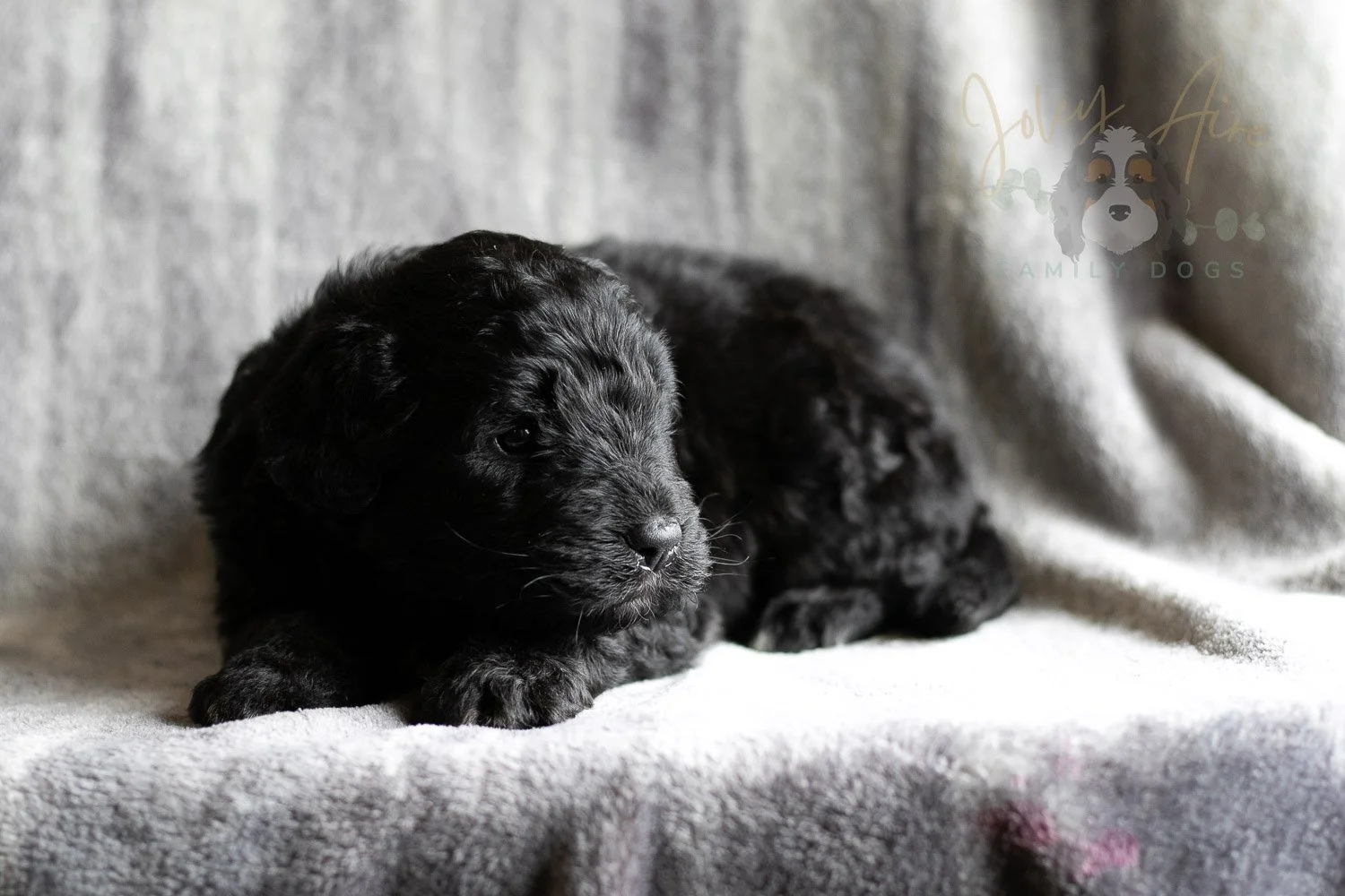 Claude Monet Bernedoodle Puppy-188.jpg