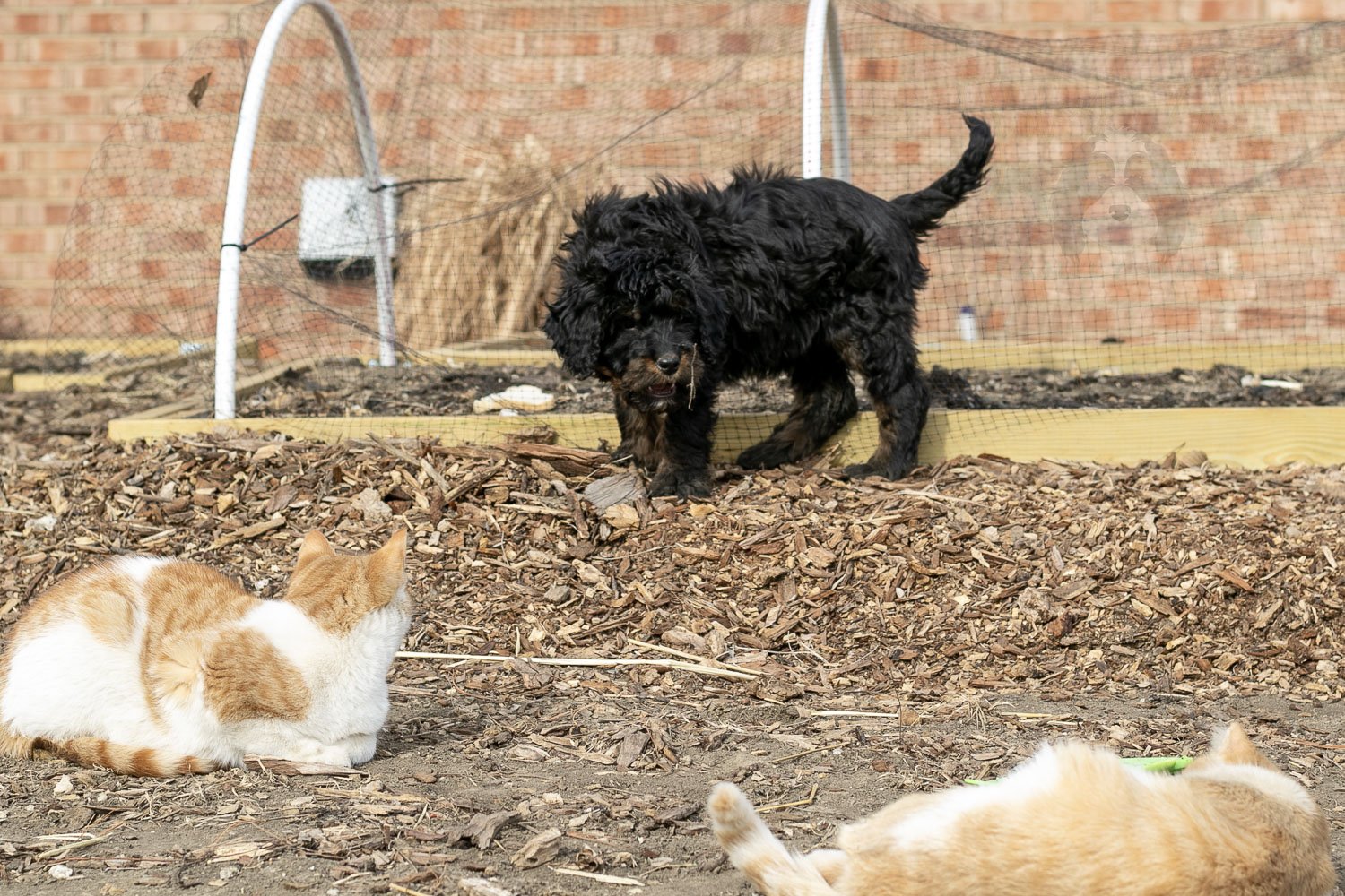 Aurora Bernedoodle Puppy-08.jpg