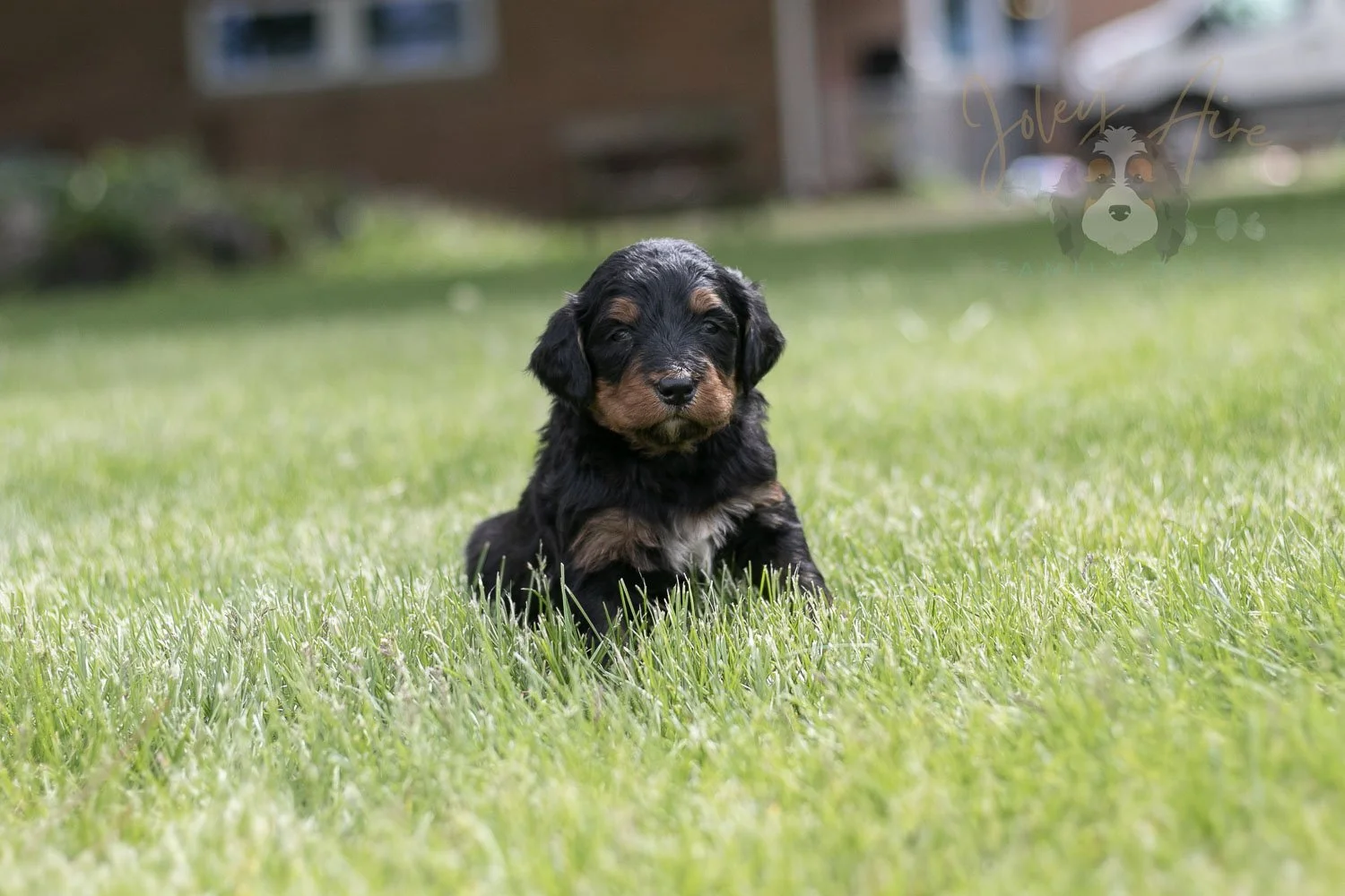 Banjo Bernedoodle Puppy-50.jpg