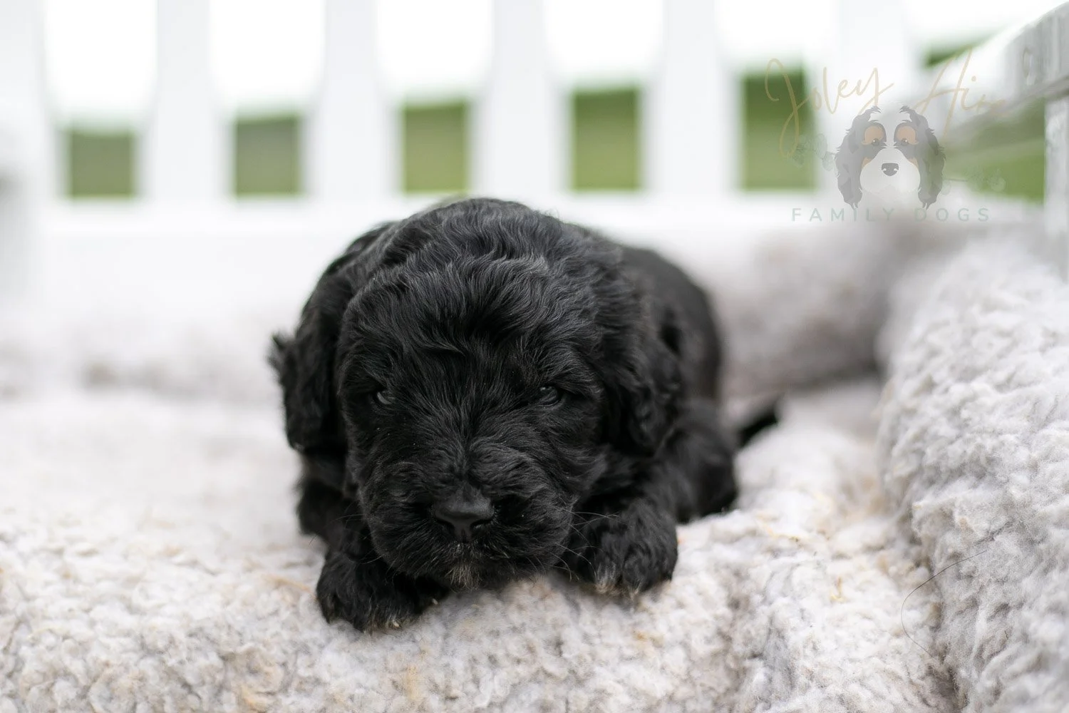Claude Monet Bernedoodle Puppy-758.jpg