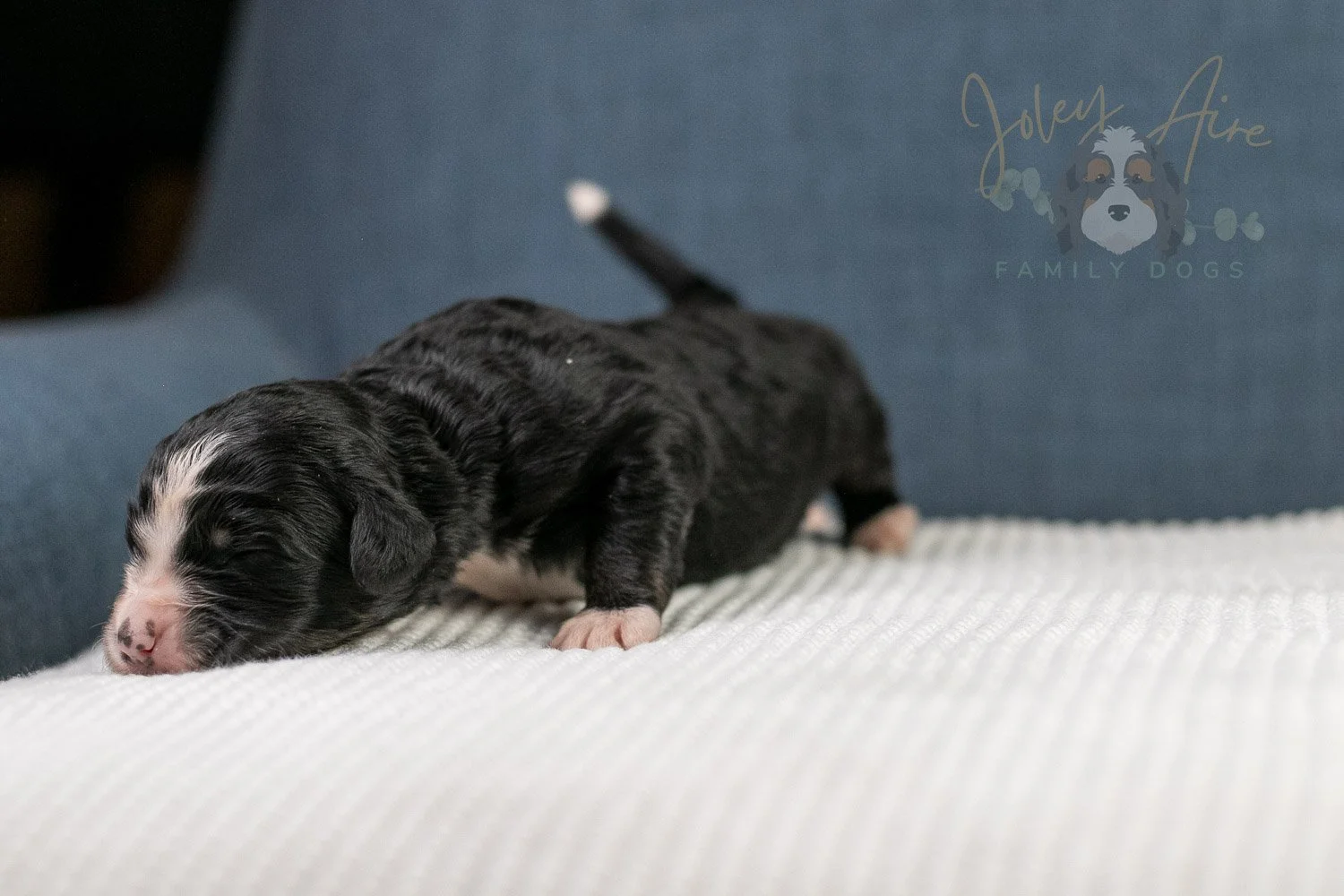 April Bernedoodle Puppy-09.jpg