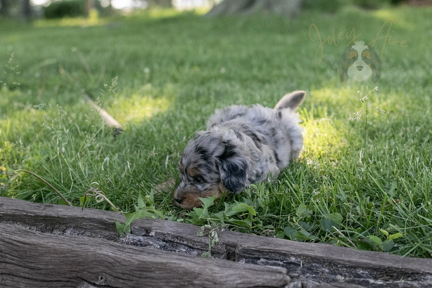 Ukulele Bernedoodle Puppy-19.jpg