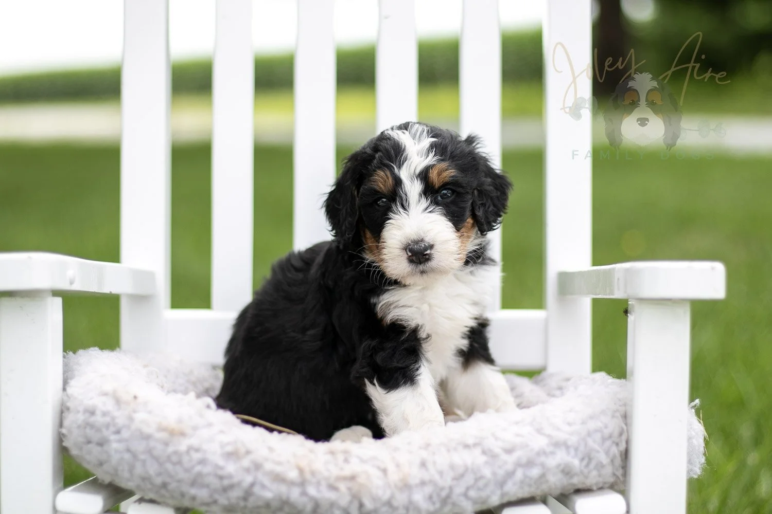 Zion Bernedoodle Puppy-815.jpg