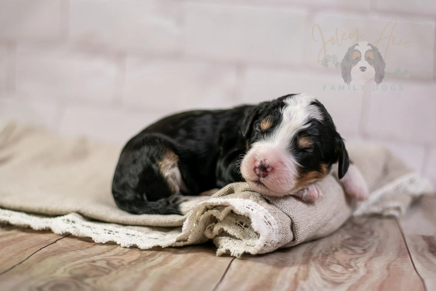 Yellowstone Bernedoodle Puppy-213.jpg