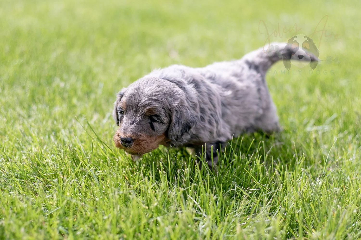 Flute Bernedoodle Puppy-25.jpg