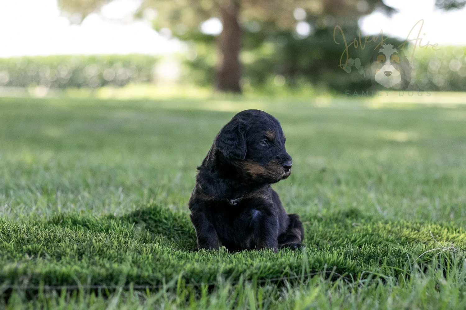 Olympic Bernedoodle Puppy-355.jpg