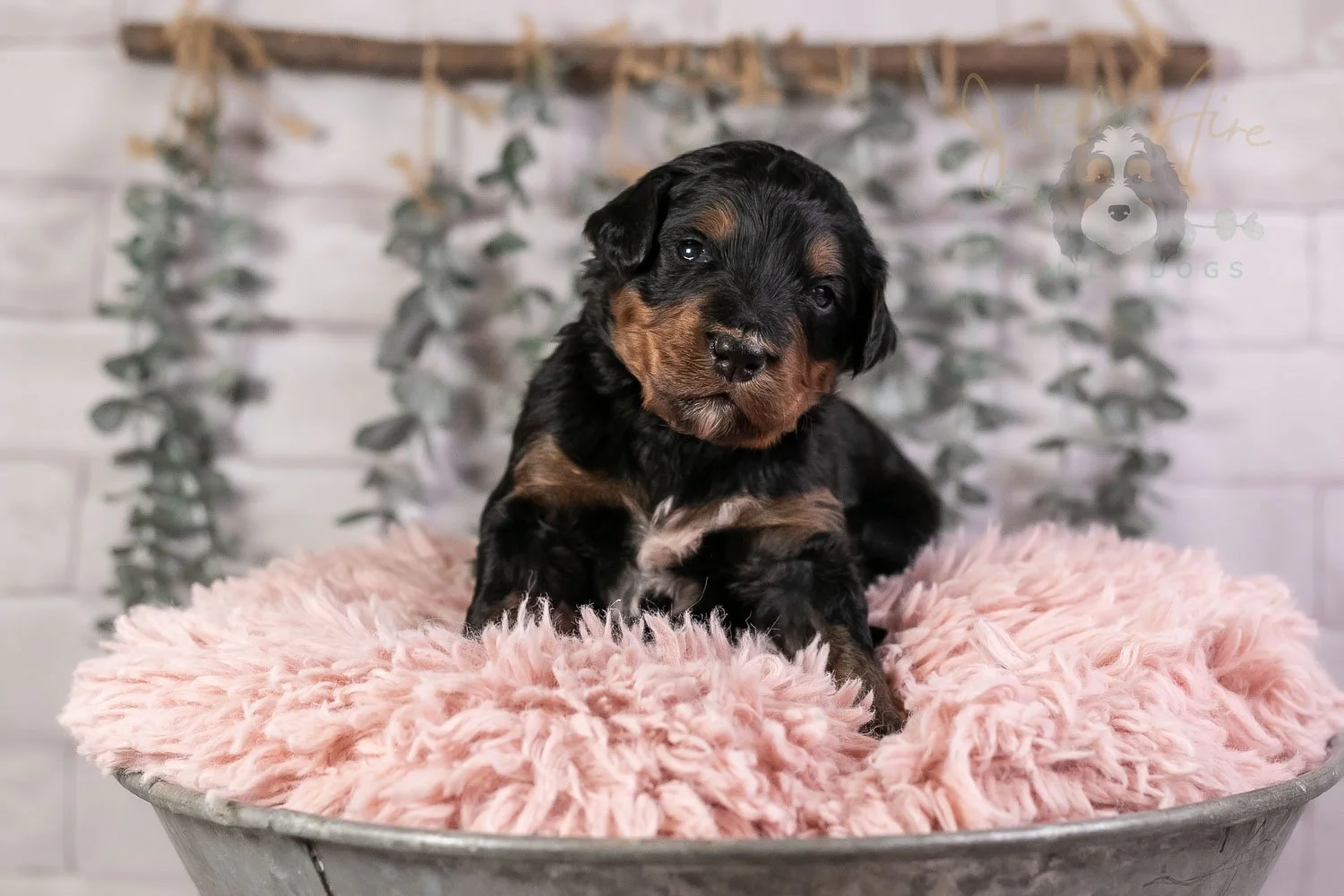 Banjo Bernedoodle Puppy-33.jpg