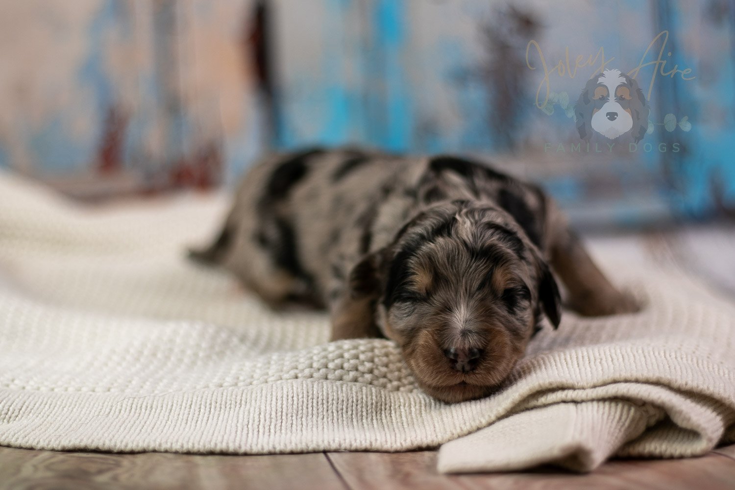 Mary Cassatt Bernedoodle Puppy-271.jpg
