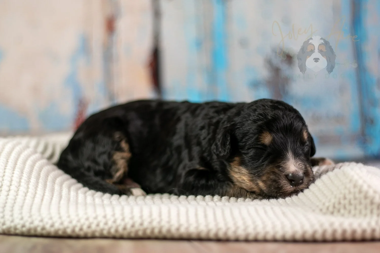 Da Vinci Bernedoodle Puppy-166.jpg