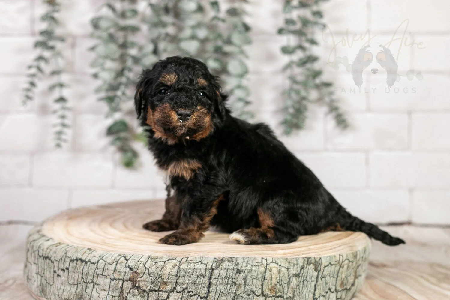 Alpine 🔴 Reserved