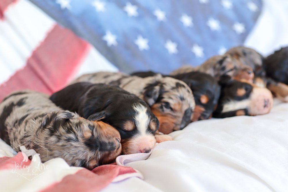 One week old