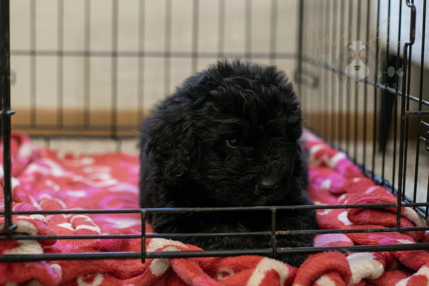 Claude Bernedoodle Puppy-246.jpg