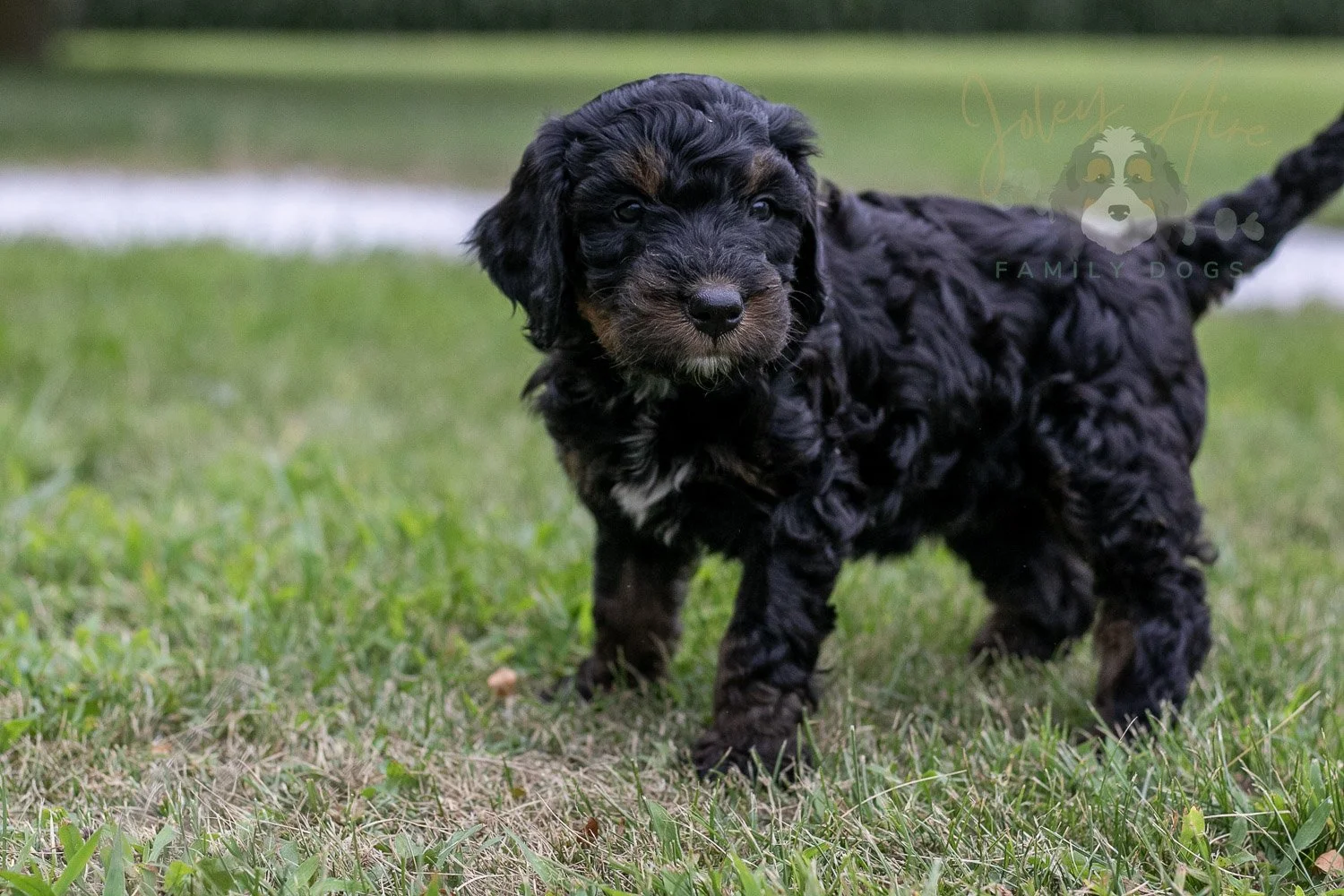 Denali Bernedoodle Puppy-29.jpg