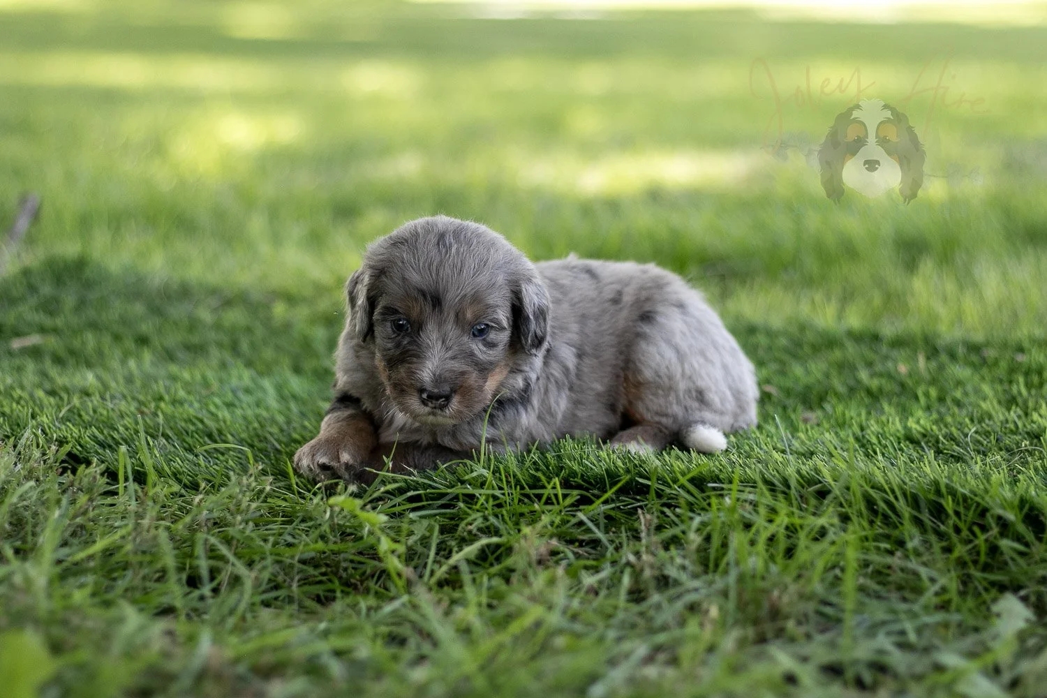 Matthew Cuthbert Bernedoodle Puppy-611.jpg