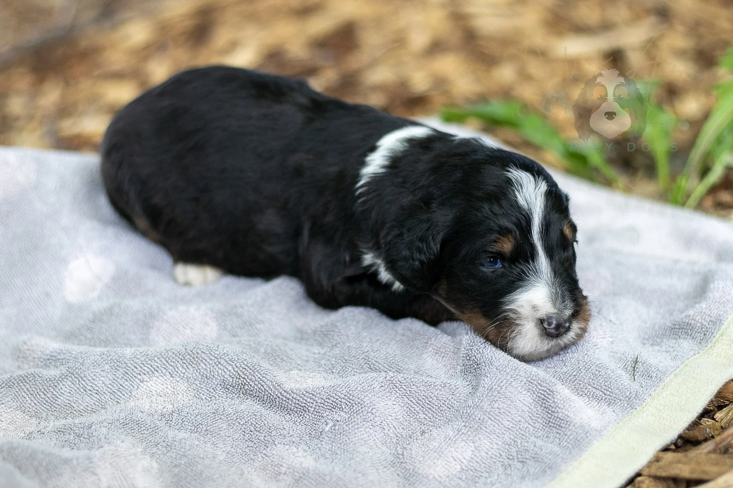 Yosemite Bernedoodle Puppy-136.jpg