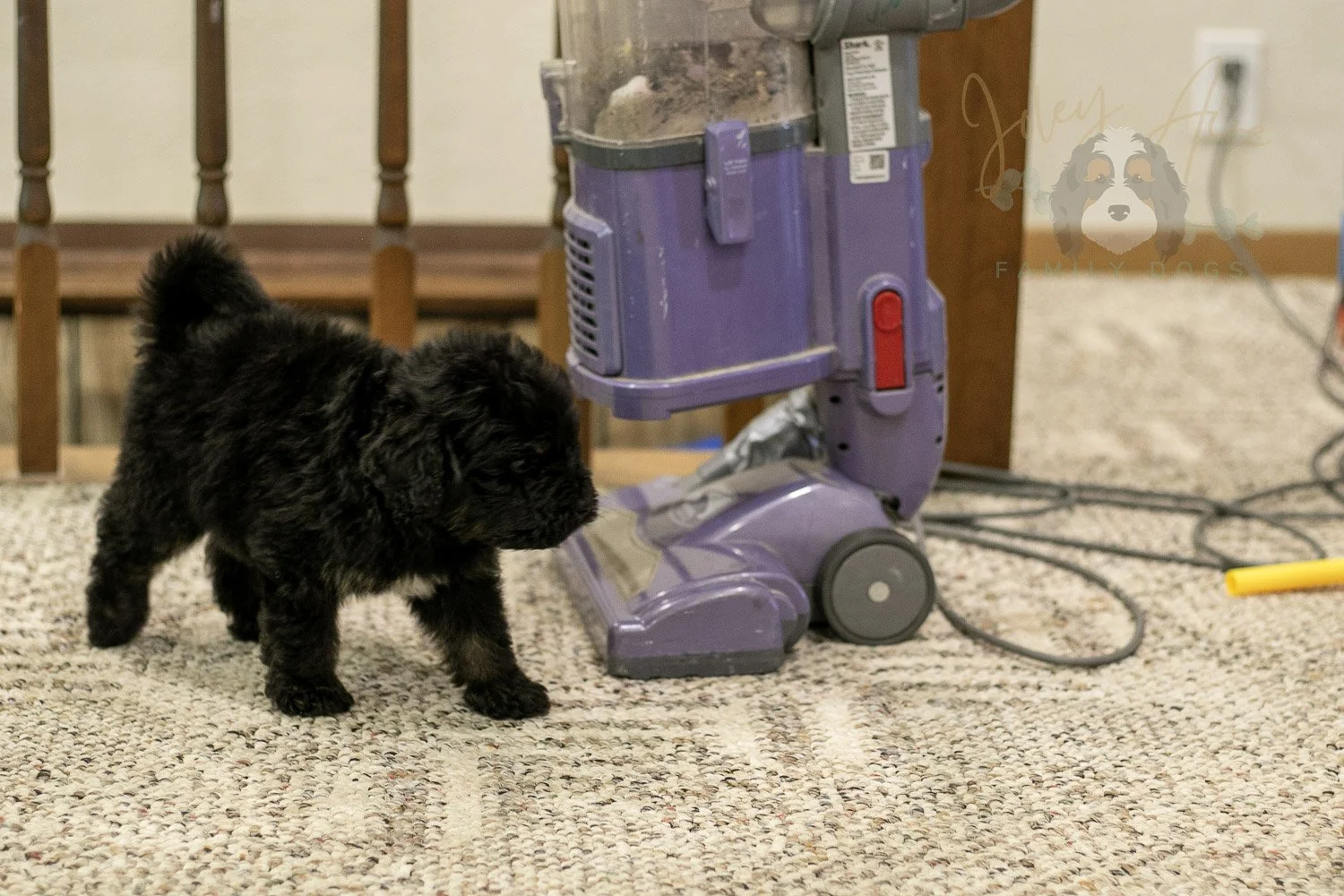 Andy Bernedoodle Puppy-291.jpg