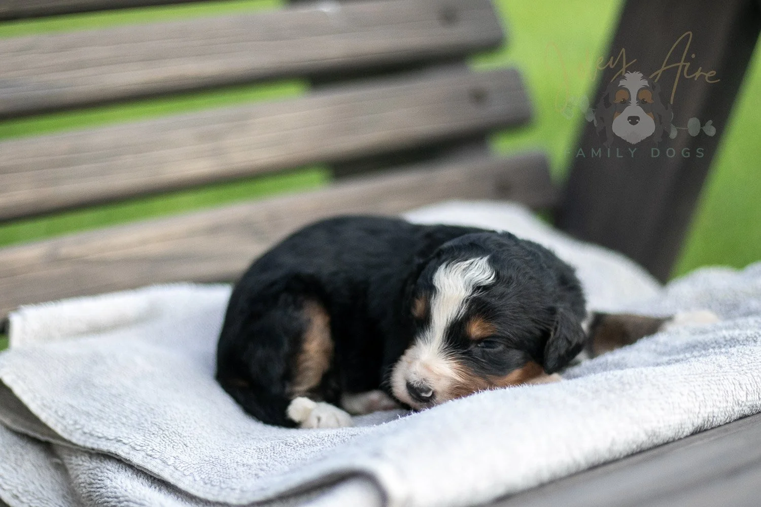 Diana Barry Bernedoodle Puppy-11.jpg