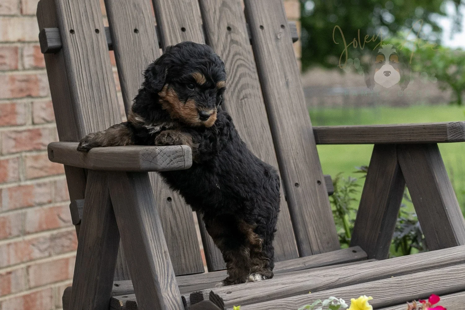 Guitar Bernedoodle Puppy-15.jpg