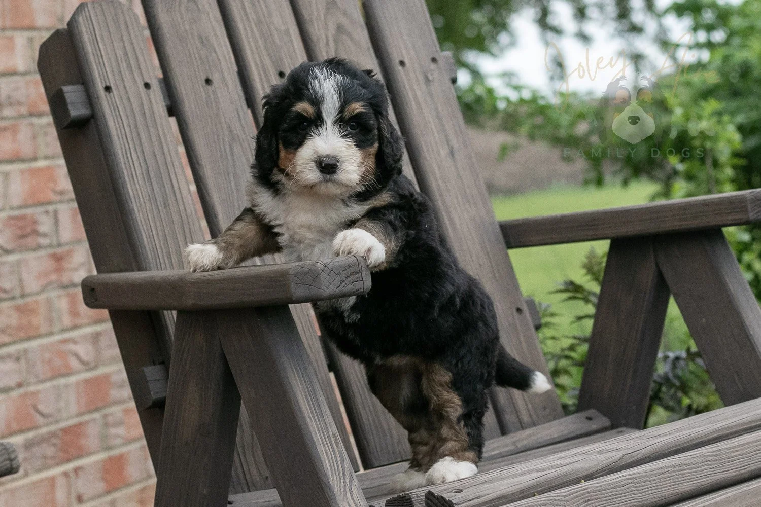 Trumpet Bernedoodle Puppy-9.jpg