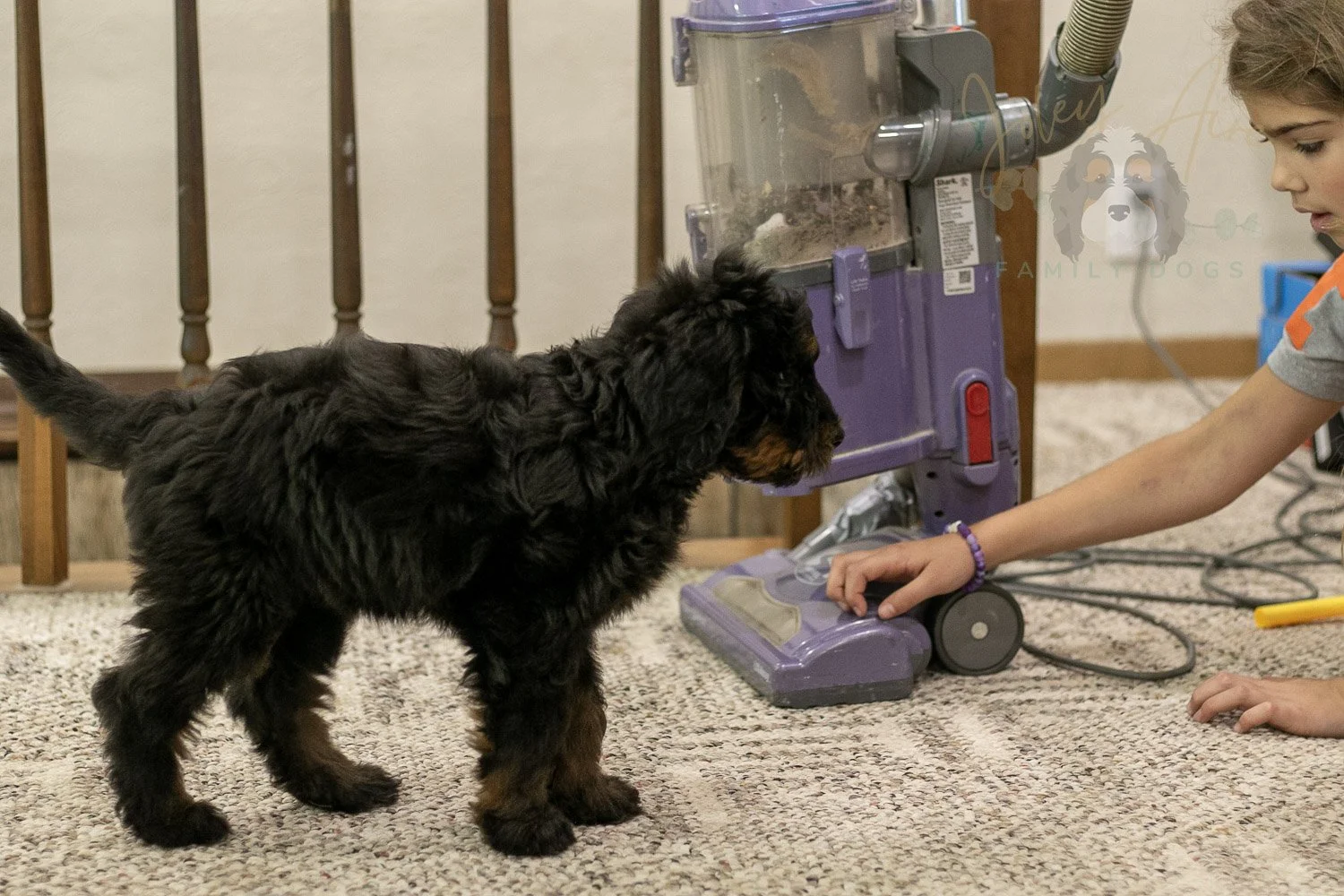 Olympic Bernedoodle Puppy-477.jpg