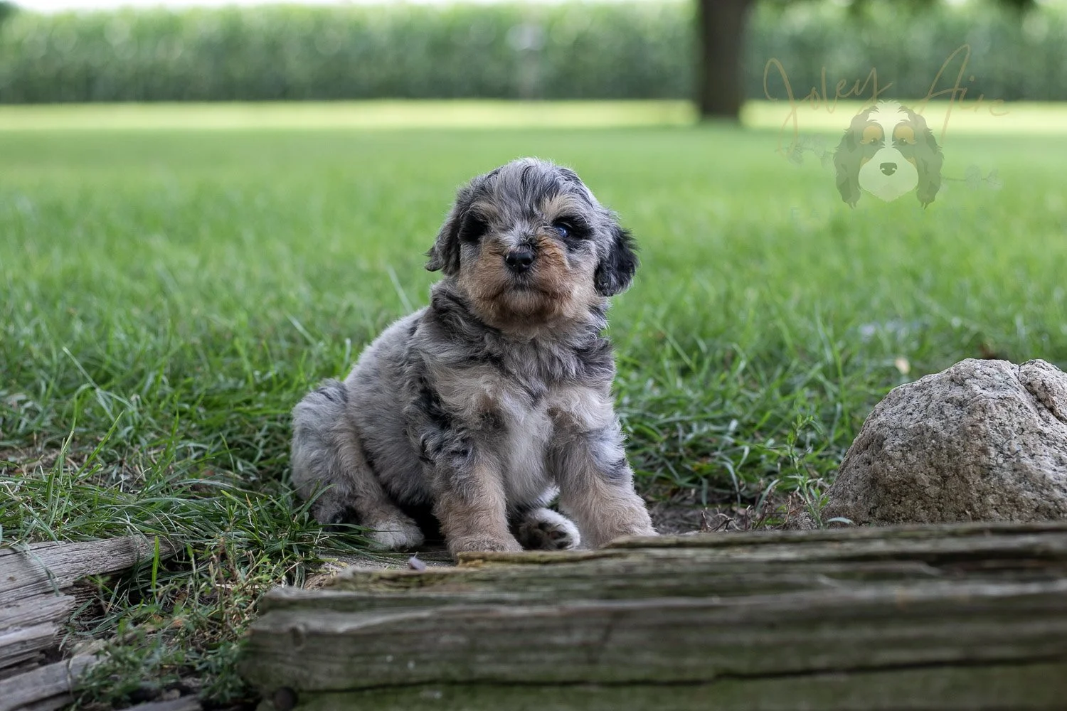 Mary Cassatt Bernedoodle Puppy-176.jpg