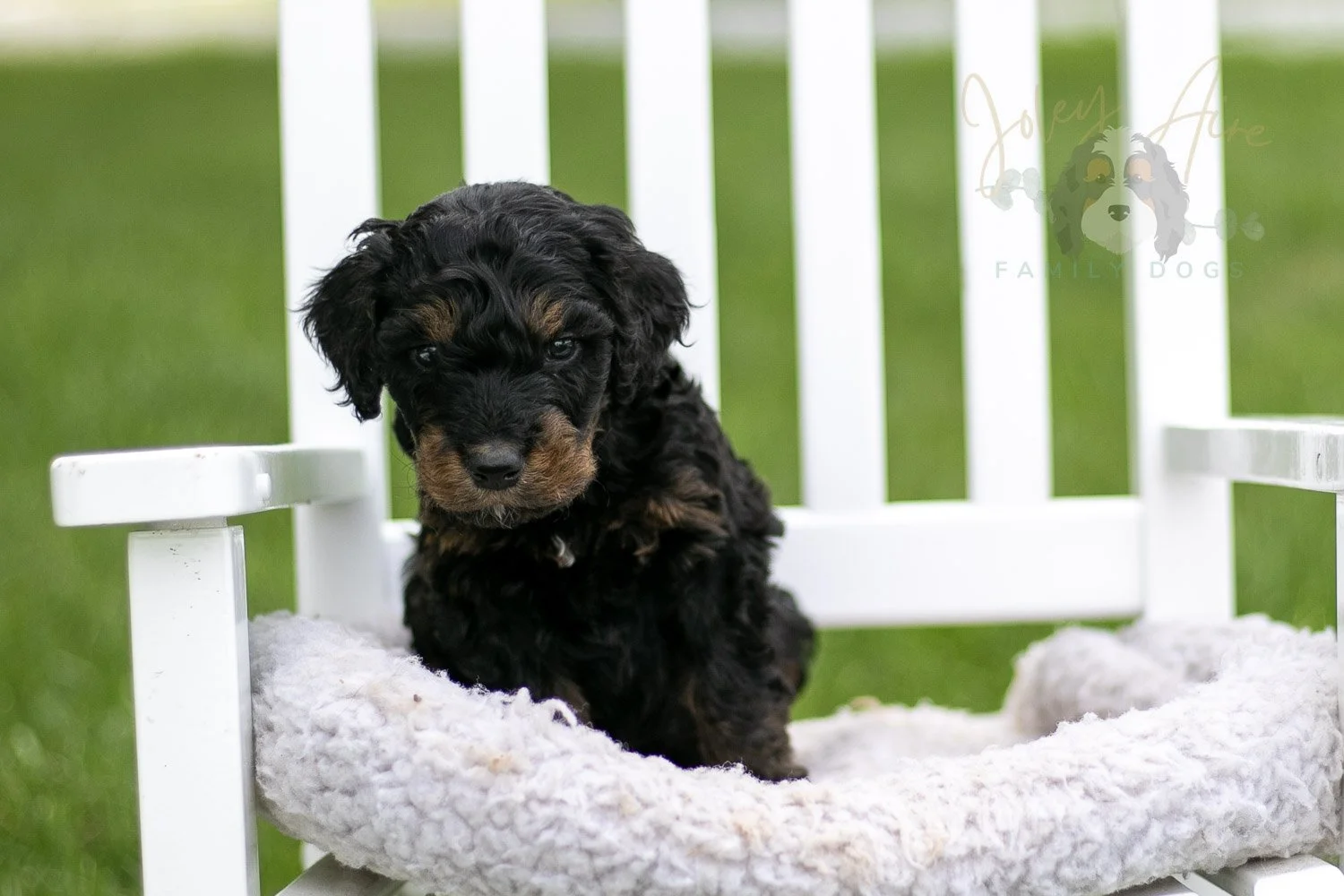 Bryce Bernedoodle Puppy-792.jpg