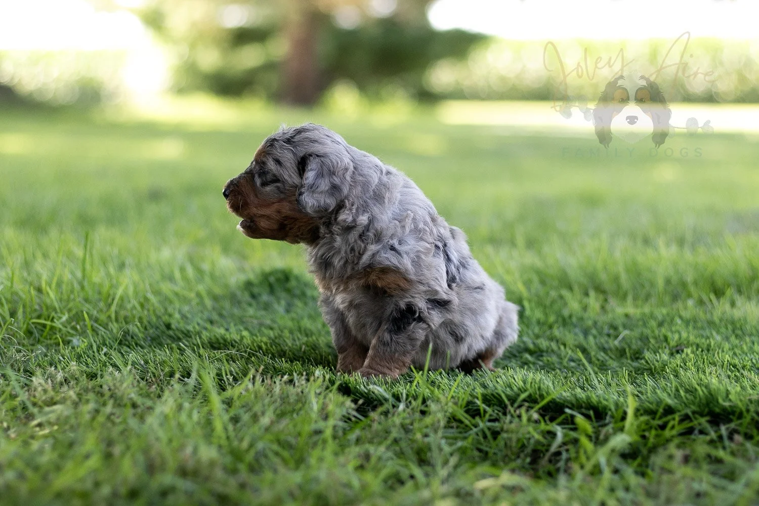 Marilla Cuthbert Bernedoodle Puppy-463.jpg
