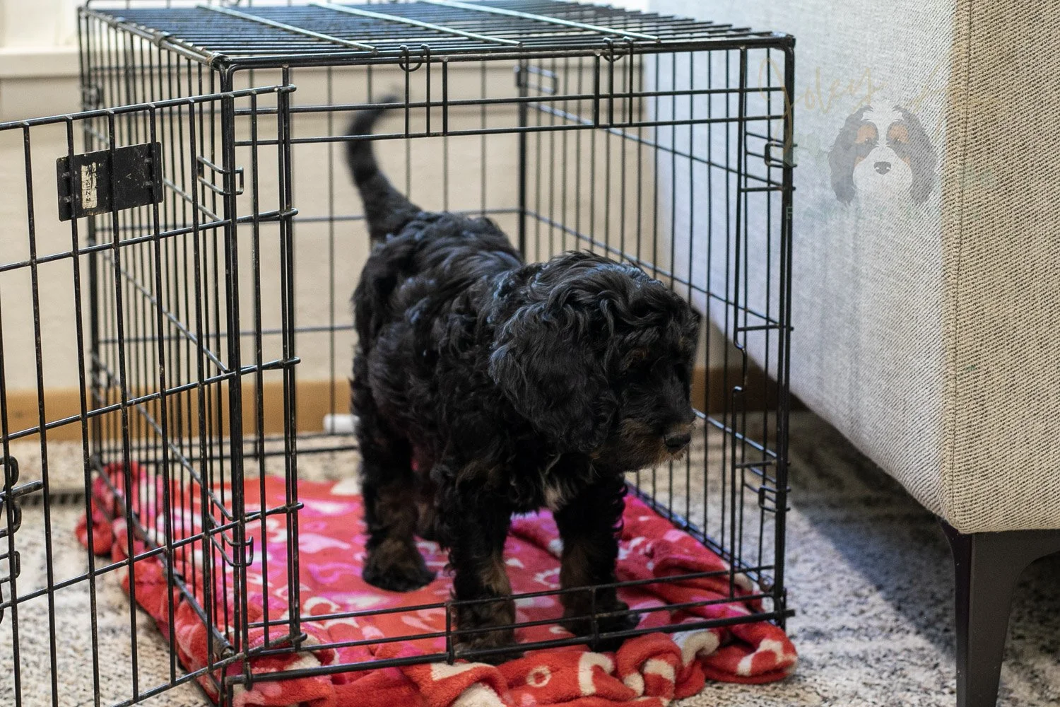 Denali Bernedoodle Puppy-562.jpg