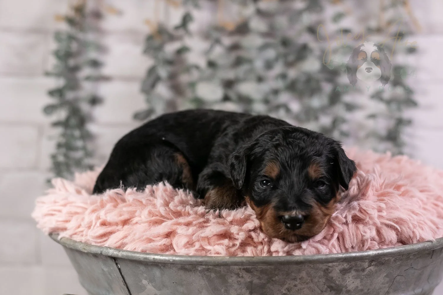 Banjo Bernedoodle Puppy-17.jpg