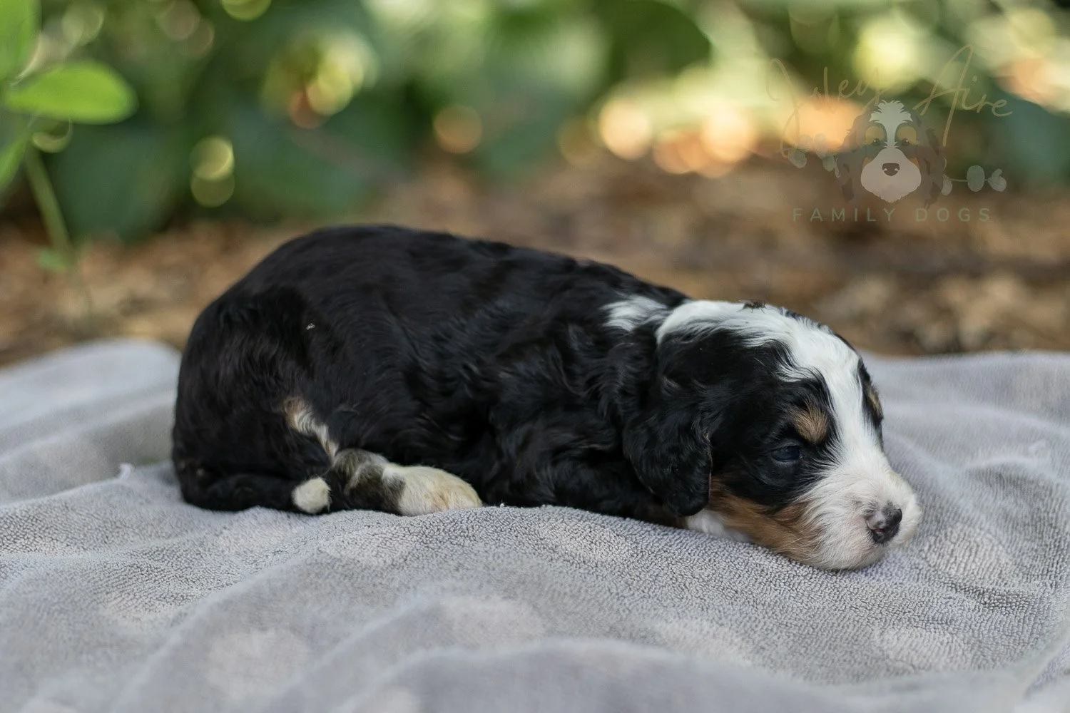 Yellowstone Bernedoodle Puppy-165.jpg