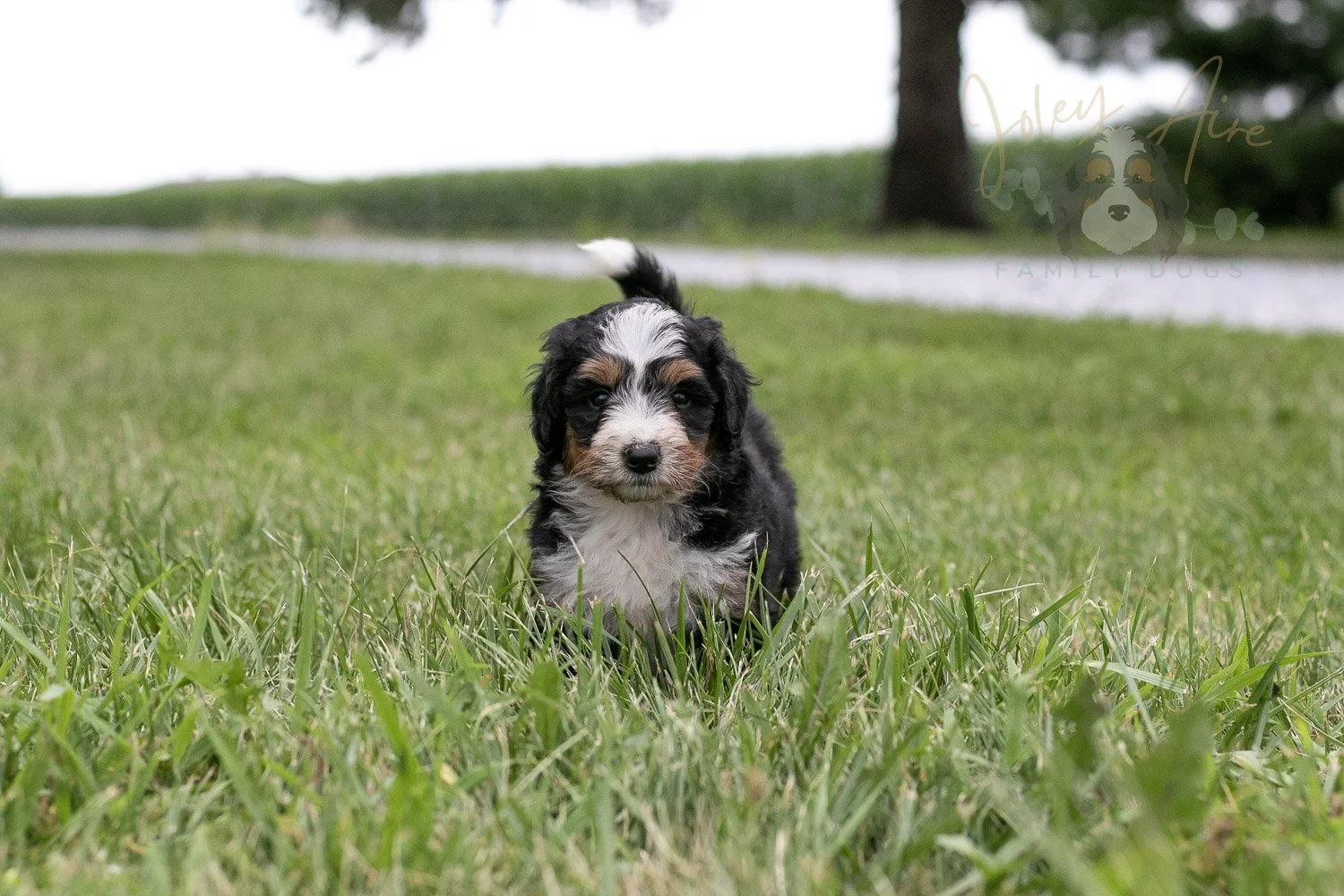 Diana Barry Bernedoodle Puppy-61.jpg