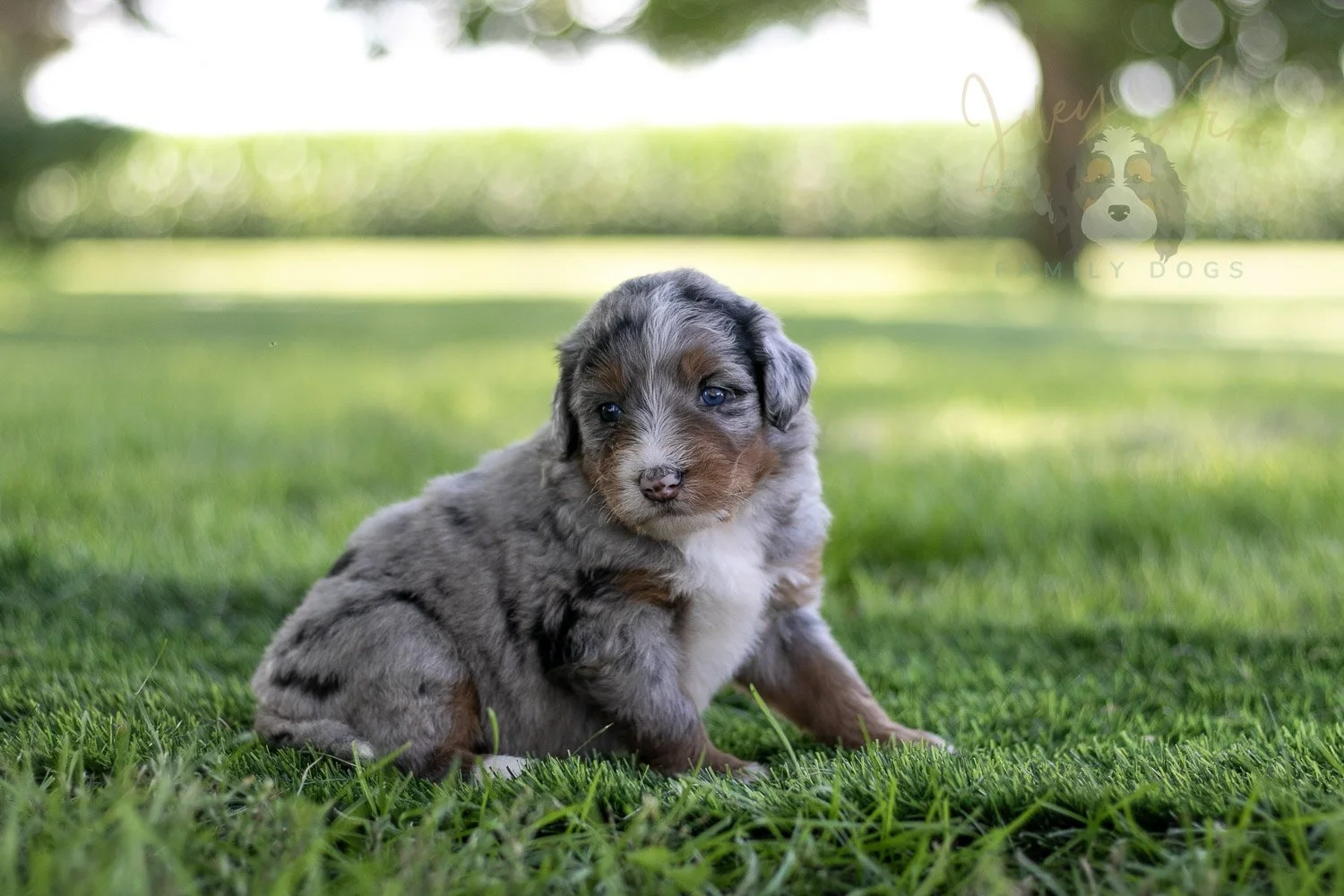 Rachel Lynde Bernedoodle Puppy-553.jpg